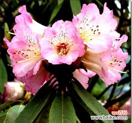 探索花海中的神秘密码——杜鹃花的花语寓意解析 杜鹃花的花语与寓意