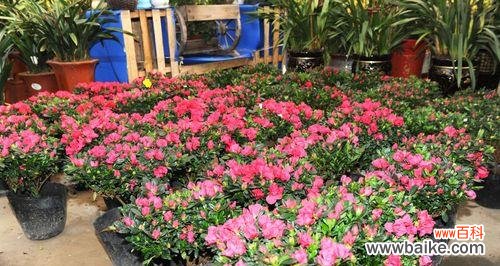 探索花海中的神秘密码——杜鹃花的花语寓意解析 杜鹃花的花语与寓意