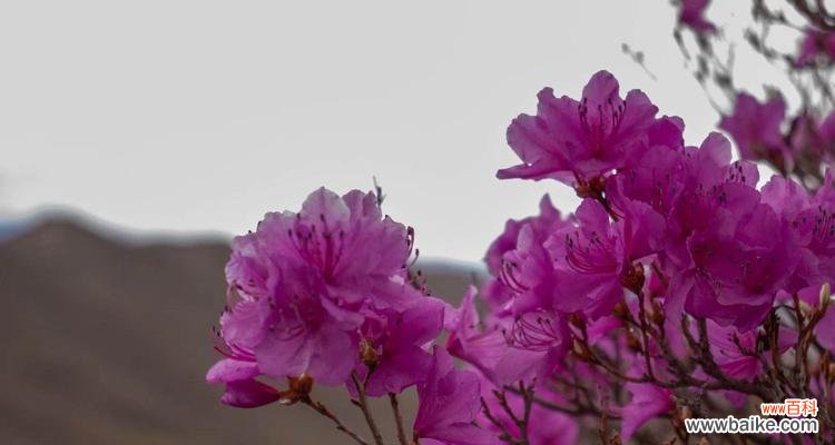 探究杜鹃花的象征意义 杜鹃花的花语与寓意