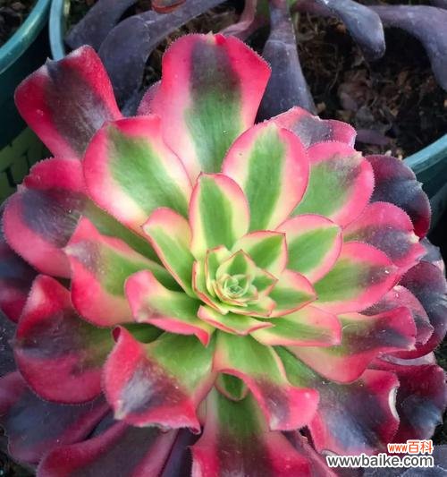 探寻多肉盆栽在风水中的奥秘 多肉盆栽的风水寓意与象征