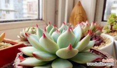 探寻多肉盆栽在风水中的奥秘 多肉盆栽的风水寓意与象征