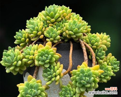 探索多肉植物的神秘语言 多肉花语与代表意义