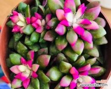 多肉植物的花语及象征意义 多肉花语