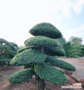 白蜡的意义 白蜡在风水中的吉祥寓意与摆放位置解析