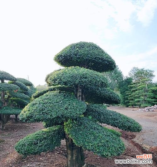 白蜡的意义 白蜡在风水中的吉祥寓意与摆放位置解析