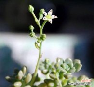 多肉花开美丽生机 多肉开花的象征意义及寓意