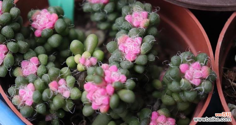 多肉花开美丽生机 多肉开花的象征意义及寓意
