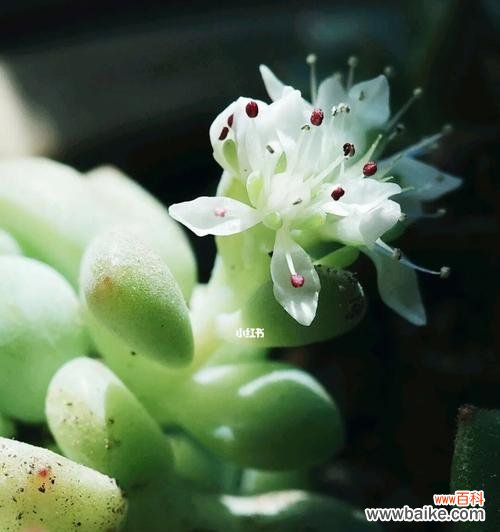 多肉花开美丽生机 多肉开花的象征意义及寓意