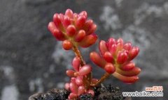 揭示多肉开花象征的内涵和象征意义 多肉开花的寓意及意义