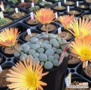 探索多肉开花带来的风水气场变化及影响力 多肉开花的风水寓意与好坏