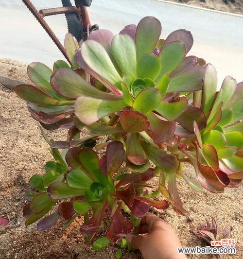 多肉花语的魅力及寓意解读 以多肉法师花语象征与寓意