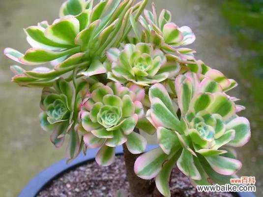 多肉花语的魅力及寓意解读 以多肉法师花语象征与寓意