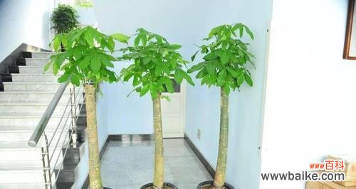 财运亨通、事业蒸蒸日上 发财树