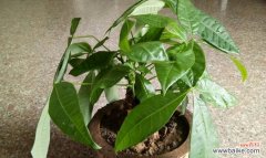 提升财运的秘诀和注意事项 发财树的风水寓意与摆放位置