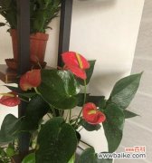 神奇的自然奇迹与寓意深远的花朵 以鹅掌开花——美丽与希望的绽放