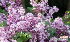 传达爱意和带来快乐的丁香花 丁香花的花语与象征意义