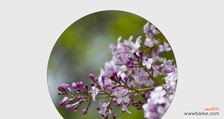 探索丁香花所代表的情感与寓意 丁香花语的意义与传承