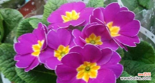 冬天的代表花 冬季花卉盛景