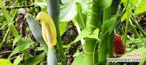 以滴水观音花语为媒介 滴水观音花语