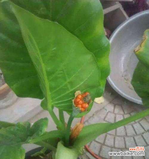 以滴水观音花语为媒介 滴水观音花语