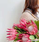 揭示帝王花的花语与寓意 帝王花