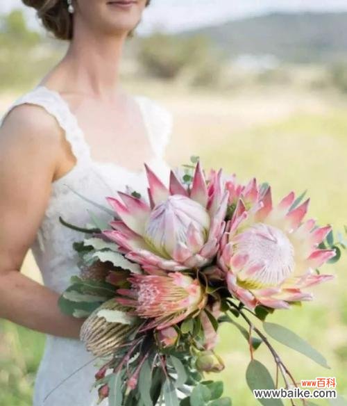 揭示帝王花的花语与寓意 帝王花