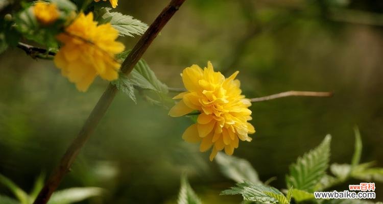 传达爱意与美丽的花朵 以棣棠花的花语