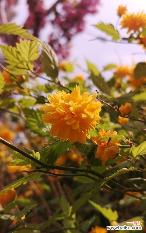 传达爱意与美丽的花朵 以棣棠花的花语