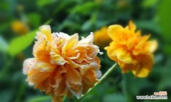 缤纷如彩 棣棠花花语