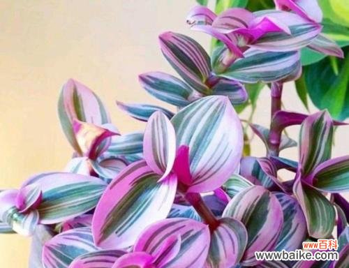 点亮心灵的吊兰 吊兰花语