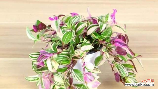 点亮心灵的吊兰 吊兰花语