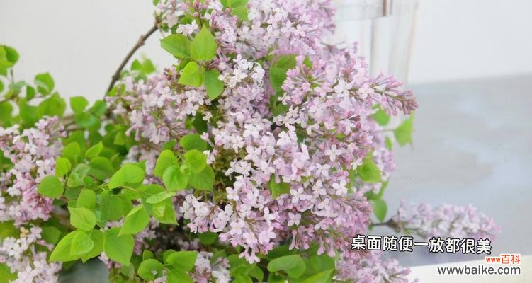 探寻丁香花背后的深意 丁香花的花语和寓意