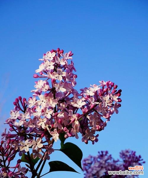 探寻丁香花的神秘与深意 丁香花的美丽与寓意