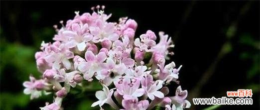 以丁香花的花语解读生活的点滴 丁香花