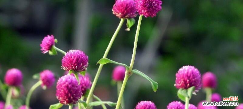 探寻冬天花卉的神秘语言 冬日花卉的花语之魅力盛开