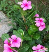 探寻冬天花卉的神秘语言 冬日花卉的花语之魅力盛开