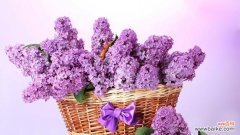 探寻丁香花的花语与象征意义 丁香花的美丽与寓意