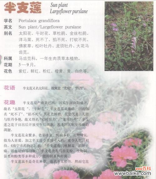探寻黄菊花的情感寄托与文化内涵 黄菊花的象征意义与文化传承