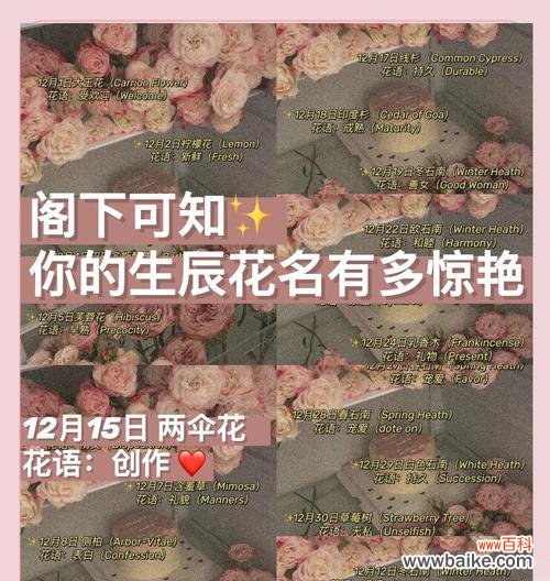 以虎刺梅的花语为主题的探索与启示 虎刺梅花语