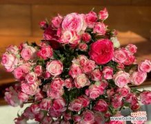 探秘多头玫瑰的丰富意蕴 多头玫瑰花语与寓意