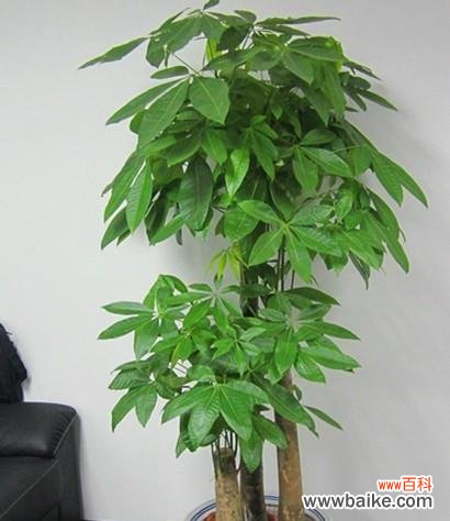 财源滚滚 发财树