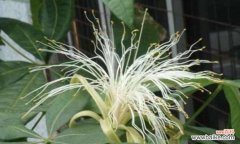 财源滚滚 发财树