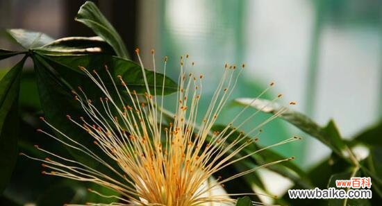 探讨发财树的开花时间和吉祥寓意 发财树开花的寓意及什么时候开花