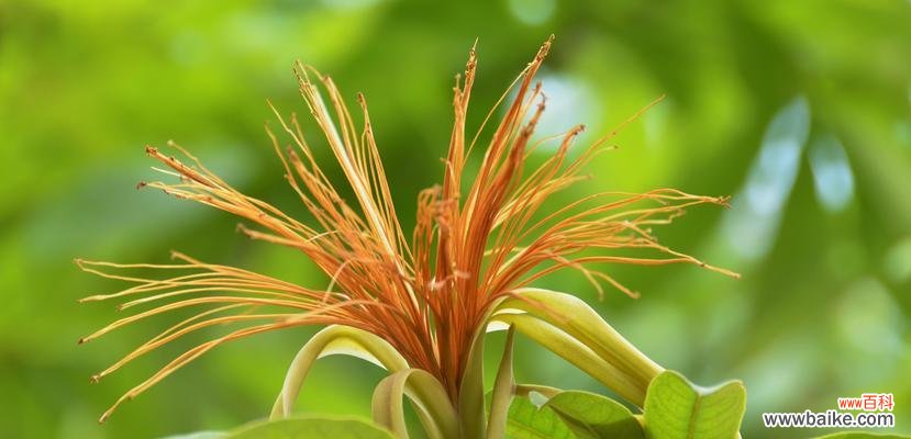 揭秘发财树开花所代表的财运祥瑞 发财树开花预示着什么意思