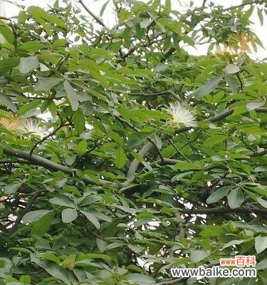 揭秘发财树开花所代表的财运祥瑞 发财树开花预示着什么意思