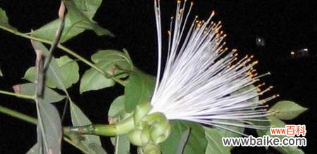 揭秘发财树开花所代表的财运祥瑞 发财树开花预示着什么意思