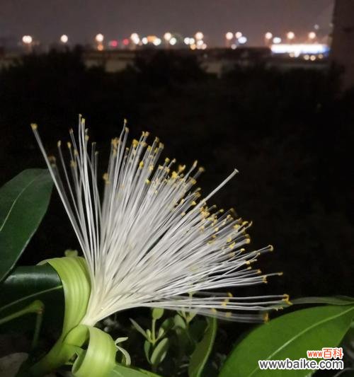 揭秘发财树开花的奥秘 发财树开花的预兆与寓意