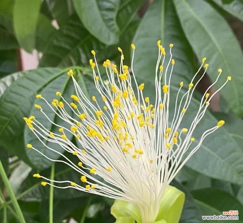 揭秘发财树开花的奥秘 发财树开花的预兆与寓意