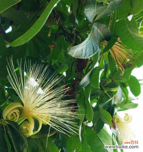 揭秘发财树开花的奥秘 发财树开花的预兆与寓意