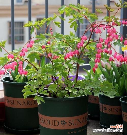 迎财神 发财树花语象征与寓意